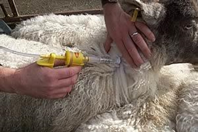 Availability of bluetongue vaccine