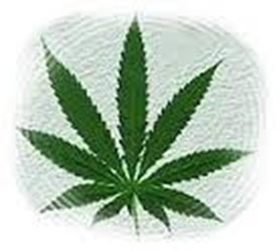 Hydroponic dagga lab found in Lenasia