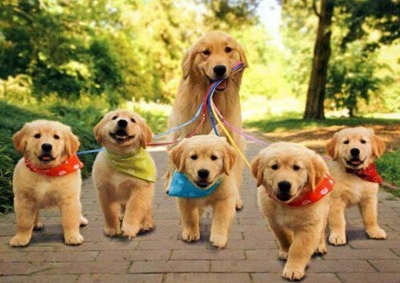 CAWS 4 PAWS dog walk