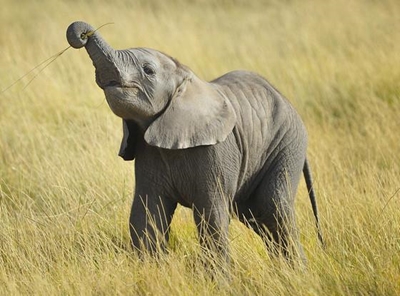 Baby elephants die in Zimbabwe