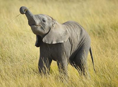 Baby elephants die in Zimbabwe