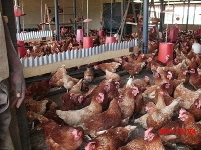 SA bans poultry imports