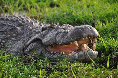 Crocodile turns 114 in KZN