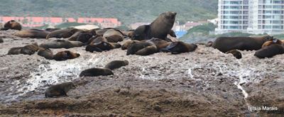 It is seal breeding season