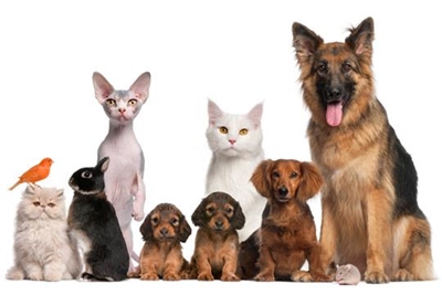 SPCA gives festive season advice
