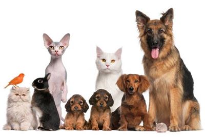 SPCA gives festive season advice