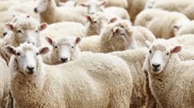 Demand for wool still outstrips supply