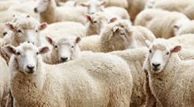 Demand for wool still outstrips supply