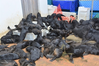 Seal pups rescued after stormy seas
