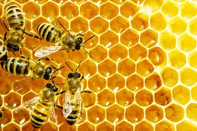 Siekte onder bye 'epidemies'