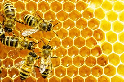Siekte onder bye 'epidemies'