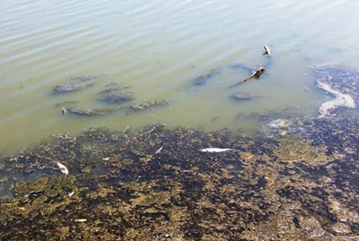 Rivier se toestand wek kommer