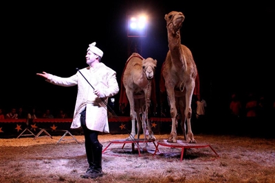 Activists to protest against circus
