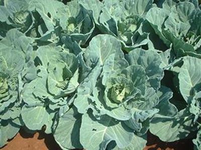 Defeating the cabbage moth – biologically