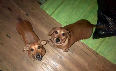2 worshondjies verdwyn