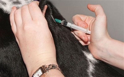 Safeguarding foot and mouth disease free zone status