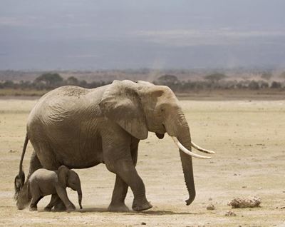 More elephants in Zim national park