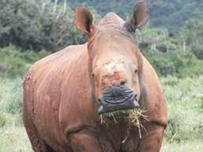 Rhino that survived poaching gives birth in South Africa