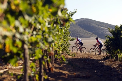 Bergfietsren tussen wingerde