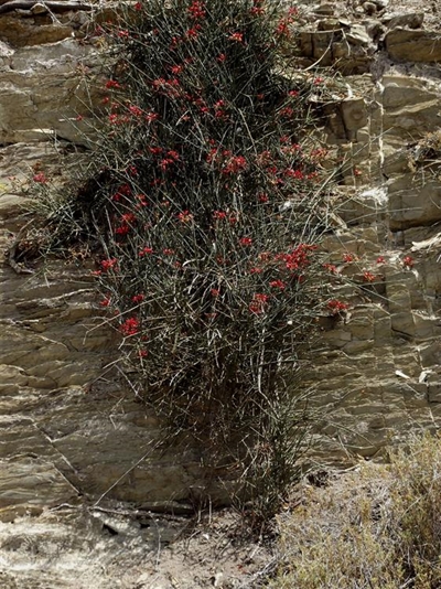 Raar plantspesies op Stilbaai gevind
