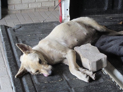 Hond met baksteen doodgegooi