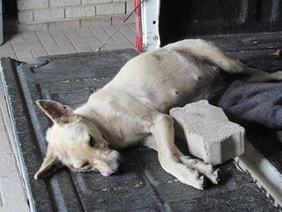Hond met baksteen doodgegooi
