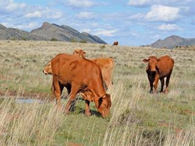 Oxen off grass – working the numbers