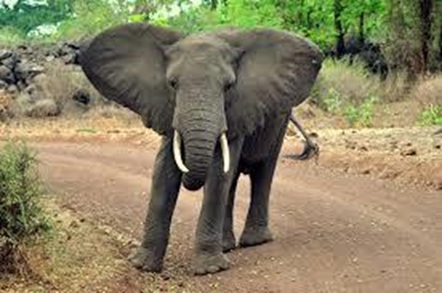 Kalahari elephant saved by business