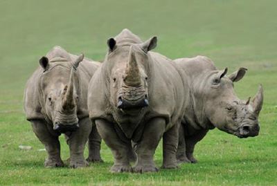 Man arrested over rhino horn