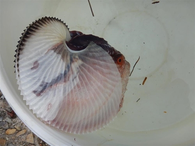 Rare creature found in Knysna’s waters