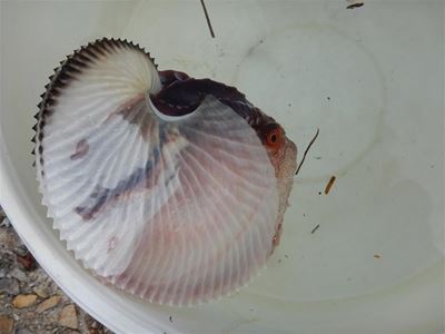 Rare creature found in Knysna’s waters