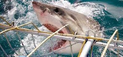 Electric fence against sharks on trial in SA