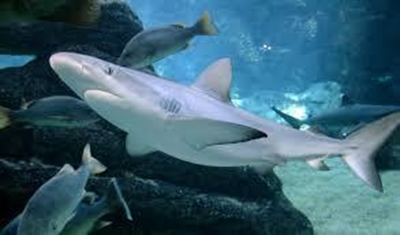 Electric fence against sharks on trial in SA