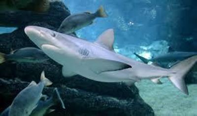 Electric fence against sharks on trial in SA