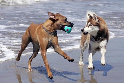 Honde kwessie kwel steeds