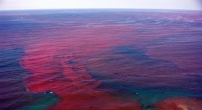 Red tide detected on west coast