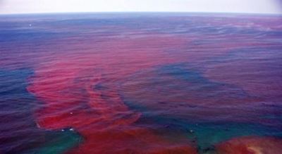 Red tide detected on west coast