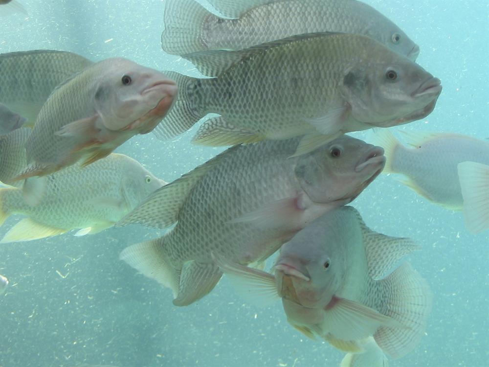 Tilapia feeds and feeding get it right KnysnaPlett Herald