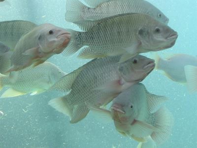 Tilapia feeds and feeding: get it right