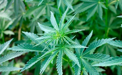 Update: Court case to legalise dagga