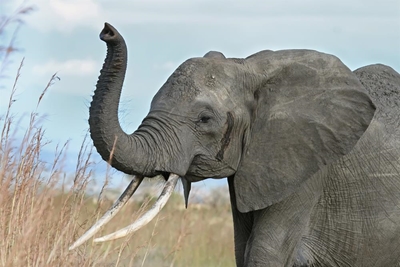 Zimbabwe government 'going ahead' with selling elephants