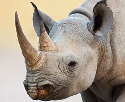 Rhino horn decision next year