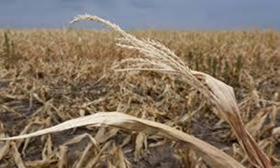 Namibian farmers fear bad harvest