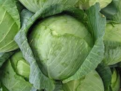 Sporadic, yet serious, cabbage pests