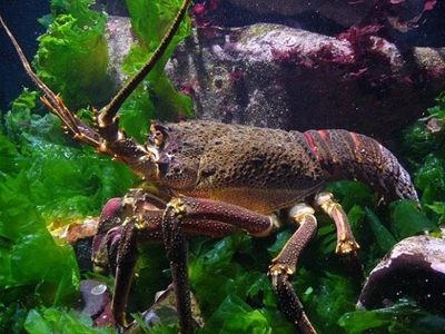 West Coast Rock Lobster mortalities exceed 200 tons
