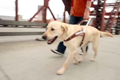 Airport drama over guide dog