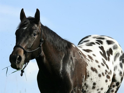 Amazing Appaloosa patterns