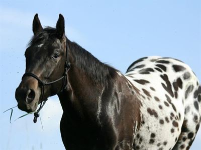 Amazing Appaloosa patterns