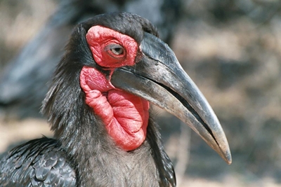 Hornbills shut Zimbabwe school