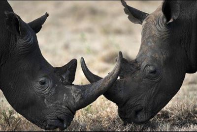 Six held for rhino poaching in Limpopo